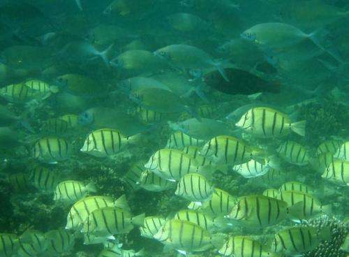 Beautiful but a threat: Tropical fish invasion destroys kelp forests