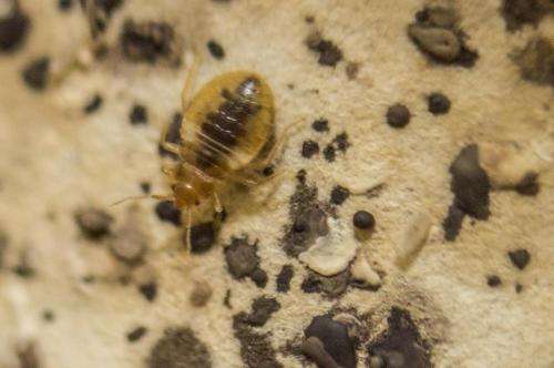 Bedbugs could be potential new source of tropical disease in US