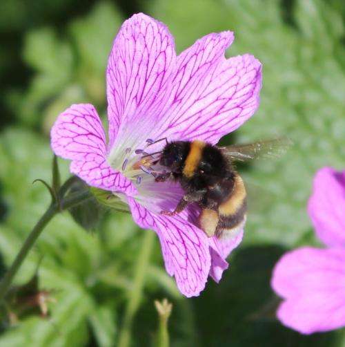 Bees able to spot which flowers offer best rewards before landing