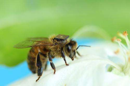 Bee sensors take flight to help farmers