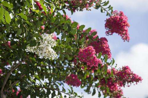Beloved crape myrtle in nurseries now susceptible to bacterial leaf spot, researchers say