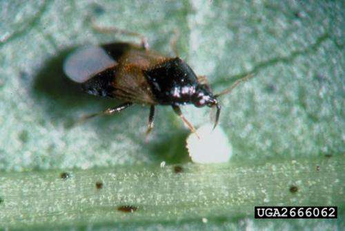 Beneficial insects, nematodes not harmed by genetically modified, insect-resistant crops