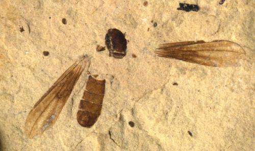 Big-eyed fossil flies track major ecological revolution