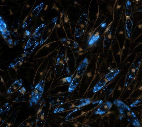 Bioluminescence as a method of assessing fish stocks