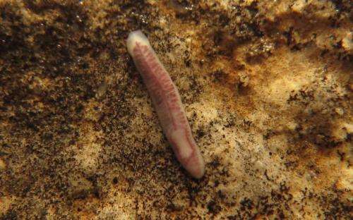 Brazilian zoologists discovered the first obligate cave-dwelling flatworm in South America