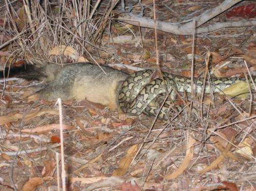 Brushtail Possum being consumed by carpet python