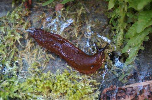Busting an invasion myth of the Spanish slug