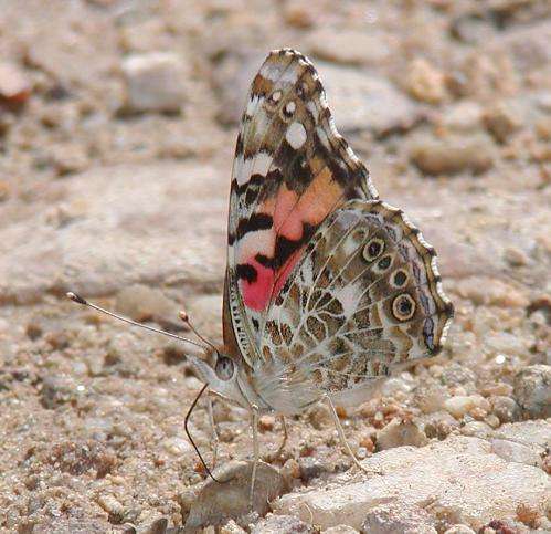 Butterfly 'eyespots' add detail to the story of evolution