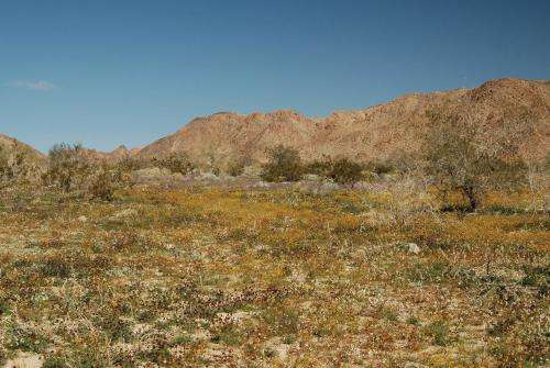 California and Arizona amaze with 2 new species of desert poppy