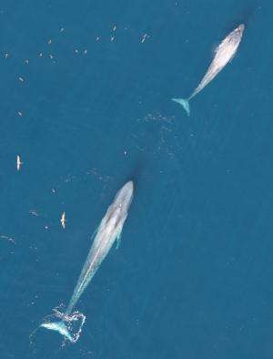 California blue whales rebound from whaling, first of their kin to do so