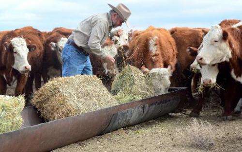 California rancher Nathan Carver drops off bails of hay to feed his herd of beef cattle at the ranch his family has owned for fi