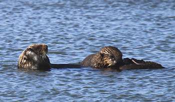 California's sea otter numbers holding steady