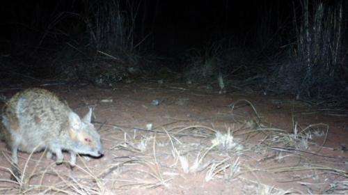 Cameras detect 'extinct' wallabies near Broome