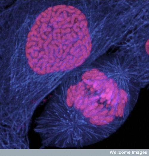 Cancer cells ‘reversed’ back with engineered ipeps