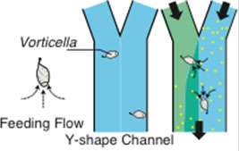 Cilia of Vorticella for active microfluidic mixing
