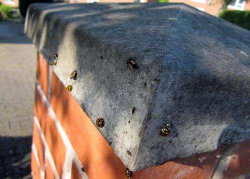 City life key to harlequin ladybird invasion