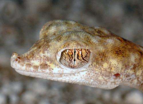Closing the gap: Extreme desert gecko spotted on salt-flats in central Oman