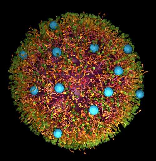 Colorful nano-guides to the liver