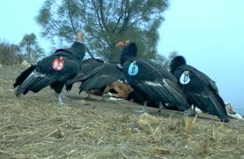 'Condor Watch' enlists citizen scientists to help an endangered species