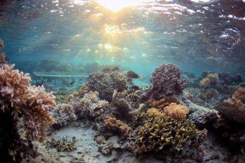 Coral chemical warfare: Suppressing a competitor enhances susceptibility to a predator