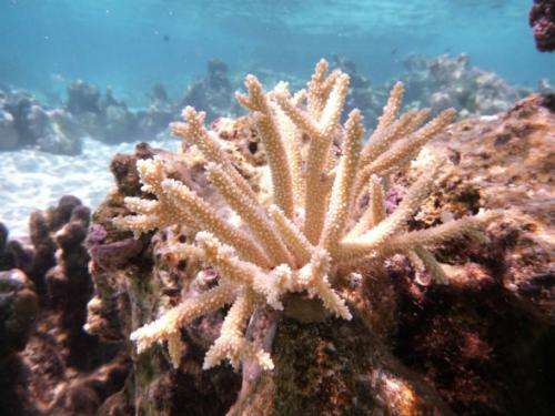 Coral, human cells linked in death