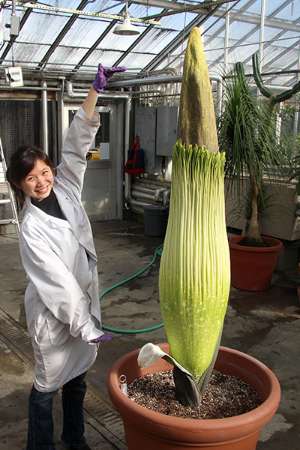Cornell's rare corpse plant to bloom again
