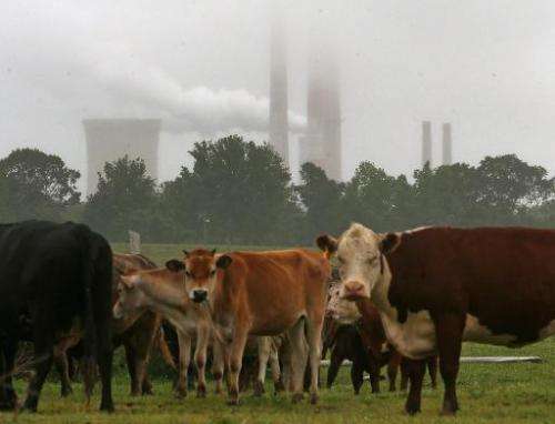 Cows graze in the shadow of the coal fired Chalk Point Generating Station, on May 29, 2014 in Benedict, Maryland
