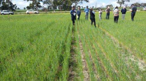 Cropping research takes advantage of divergent growth patterns