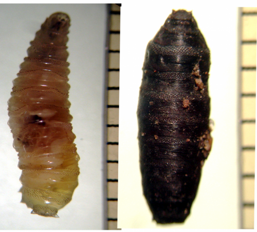 Dead body feeding larvae useful in forensic investigations