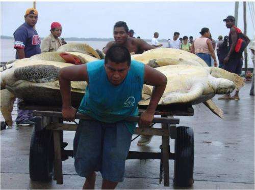 Declining catch rates in Caribbean green turtle fishery may be result of overfishing