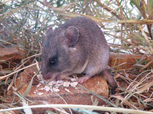 Decrease in large wildlife drives an increase in rodent-borne disease and risk to humans