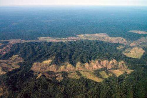 Deforestation next to Indio's reservation area in Para state, northern Brazil, on August 9, 2013