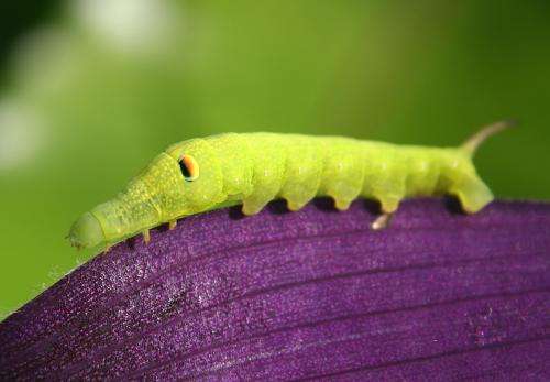 Despite metamorphosis, moths hold on to memories from their days as a caterpillar