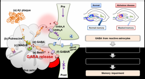 Discovery of new drug targets for memory impairment in Alzheimer's disease