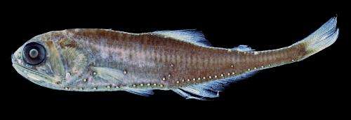 Distinctive flashing patterns might facilitate fish mating