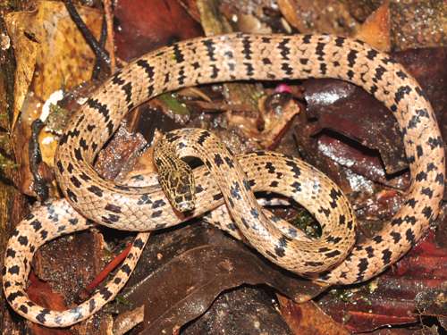 Distinctive new wolf snake species discovered in Cambodia