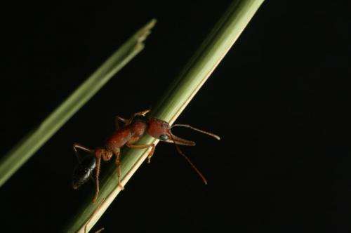 Dopamine turns worker ants into warrior queens