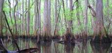 Drought affects the carbon cycle in Georgia blackwater rivers