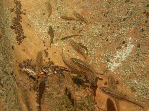 Dwindling waterways challenge desert fish in warming world