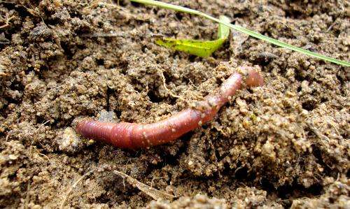 Earthworms, ants and termites: the real engineers of the ecosystem