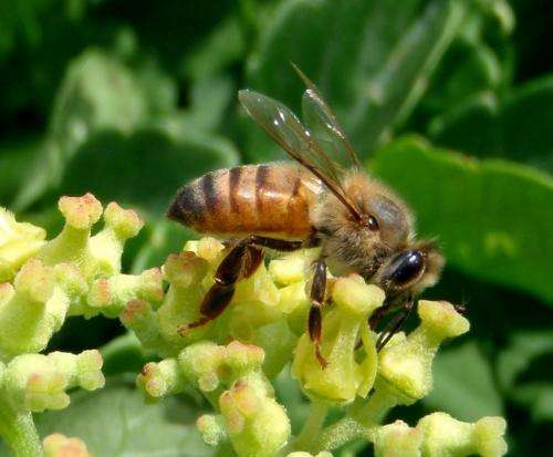 East African honeybees are safe from invasive pests&amp;hellip; for now
