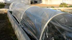 Easy, affordable cover extends growing season in home gardens