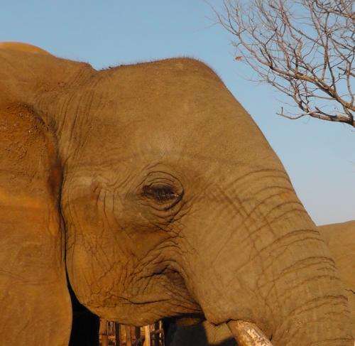 Elephants are sensitive and very social, but there is no evidence they cry