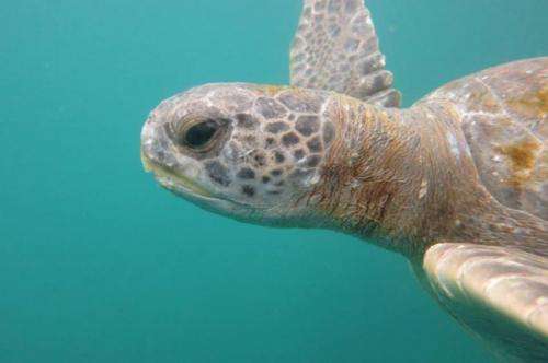Endangered green turtles may feed, reside at Peru's central, northern coast