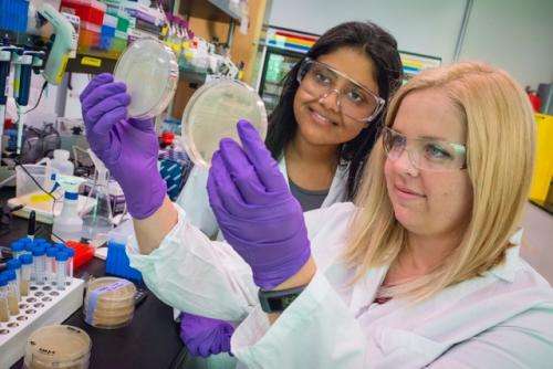 Engineered for tolerance, bacteria pump out higher quantity of renewable gasoline