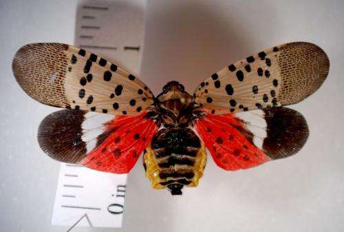 Entomologists hope vigilance, research stop newly discovered spotted lanternfly