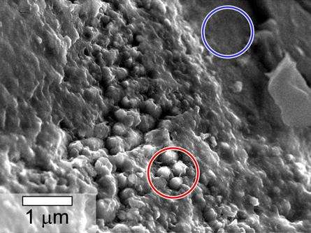 Evidence of water in meteorite revives debate over life on Mars