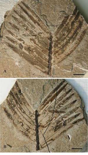 Exceptionally well preserved insect fossils from the Rh&amp;ocirc;ne Valley