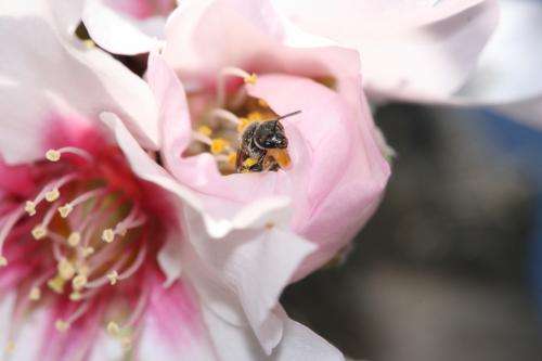 Experiment confirms that insects play a key role in the pollination of cultivated plants