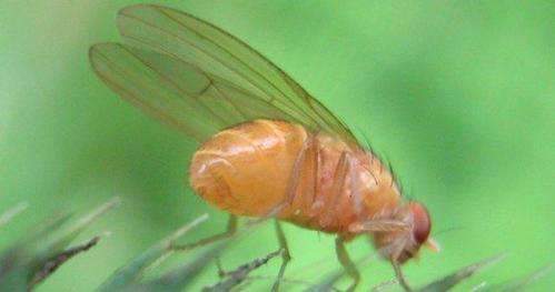 Extreme weather will lead to a century insect extinctions